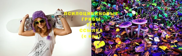 прущие грибы Аркадак